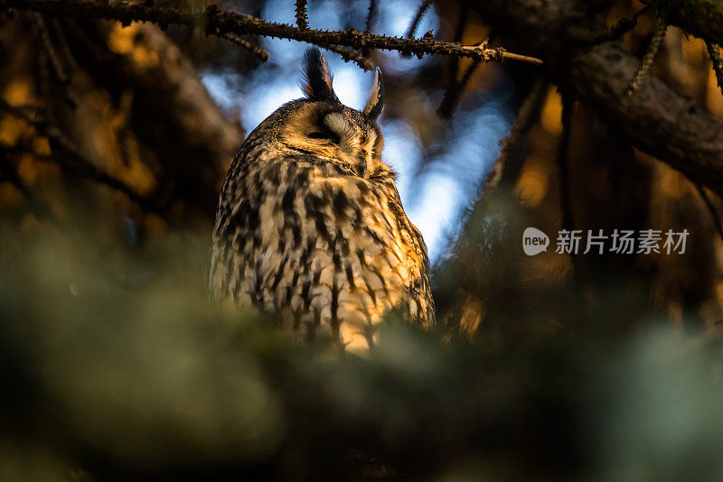 长耳猫头鹰(Asio otus)